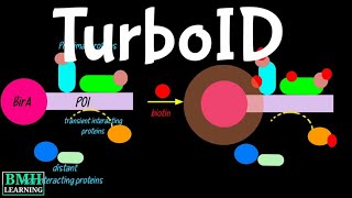 TurboID  BioID  TurboID Based Proximity Labelling  New Proximity Labelling Technology [upl. by Eiramrebma]