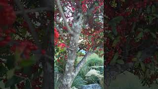 viralvideo Holly berries poisonous tree🫨🫨shortsvideo [upl. by Cristoforo]