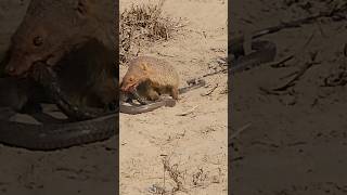 Mongoose is trying to eat the Black Cobra SnakeWild scenes mongoosecobrasnakeshortfeedanimals [upl. by Newell]