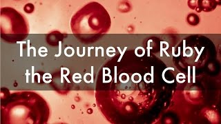 The Journey of a Red Blood Cell [upl. by Akcimat]