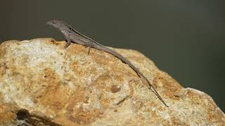 Brown Anole [upl. by Halyk]