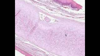 Shotgun Histology Epiglottis [upl. by Wiese]