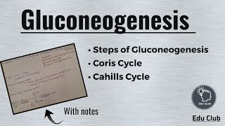 Gluconeogenesis  Cori cycle  Cahill cycle  Carbohydrate metabolism  Biochemistry [upl. by Altis]