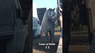 Dolar si cezar C [upl. by Naashar]