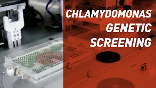 Chlamydomonas Genetic Screening  Singer Instruments [upl. by Nylesoj]