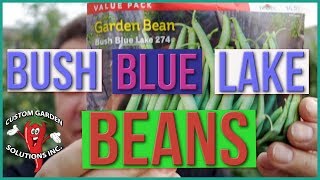 Bush Blue Lake Beans  How To Grow [upl. by Cornall]