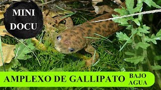 MicroDocu  Cortejo y Amplexo de Gallipato Pleurodeles waltl  Bajo el agua [upl. by Rooney]