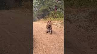 ￼ Sariska me Bahut Achi sighting St21 [upl. by Cindra]