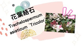 花葉絡石 Trachelospermum jasminoides Tricolor [upl. by John]