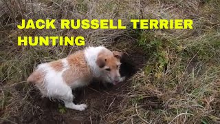 JACK RUSSELL TERRIER DOGS HUNTING [upl. by Lexis]