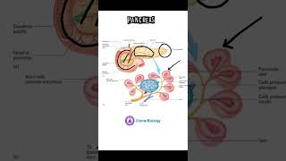 pancreas endocrinology Functions of pancreas  Islets of langerhans  Pancreatic enzymes [upl. by Rutger138]