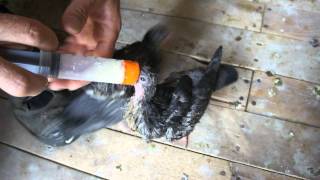 Baby pigeons being hand fed [upl. by Gnouv]