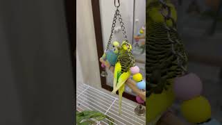 Hello and have a great day feathers friends fortnite gaming cockateil budgies cutepets [upl. by Nett]