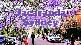 THE MOST BEAUTIFUL Jacaranda Tree in Australia EXPOSED🌿🪻🪻🪻 [upl. by Jb]