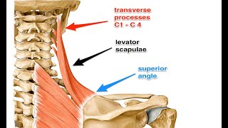 Two Minutes of Anatomy Levator Scapula [upl. by Ande769]