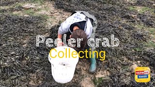 Collecting peeler crab rock turning do’s and don’ts [upl. by Ofori]