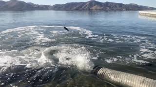 Trout Stocking at Diamond Valley Lake [upl. by Julia]