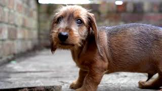 WILF  a Standard Wire haired Dachshund [upl. by Leod]