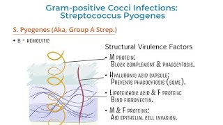 Virulence Factors of Streptococcus  Structural properties and characteristics of Streptococcus [upl. by Werna]