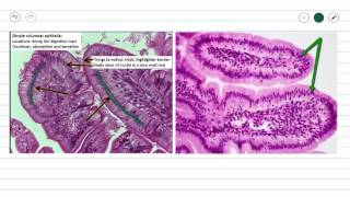 Simple Columnar Epithelium [upl. by Harding]