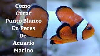 🔵 Como Curar El Punto Blanco En Peces De Acuario MarinoCryptocaryon Irritans Acuarios MB [upl. by Nomaj]