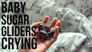 Adorable Baby Sugar Gliders Crying For Mom [upl. by Atteuqram]