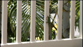 Anoles Doing Some Push Ups [upl. by Moulton]