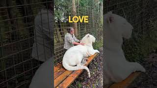 Tiger’s bad reaction  lion tiger whitetiger normandie caressedetigre [upl. by Elehcin]