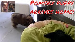 Pomsky puppy arrives at home the first time at 8 weeks old [upl. by Feucht]