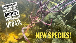 Chesapeake Bay Oyster Reef Biotope Aquarium Update New Species [upl. by Humbert]