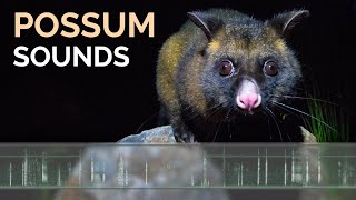 Possum Calls amp Sounds  Common Brushtail Possums growling grunting and squabbling at night [upl. by Edualcnaej837]