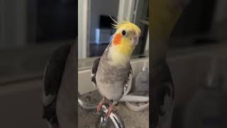 Cockatiel bird cockatiel cockatielsinging birds parrot cockatielsound pets cute ginger [upl. by Bigot]