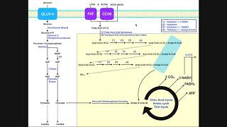 BASICS of Fatty Acid Metabolism Part 1  Lipolysis Transport amp Import [upl. by Vez]