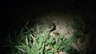 Western Spadefoot Toad [upl. by Adria]