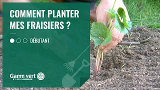 TUTO Comment planter mes fraisiers  Jardinerie Gamm vert [upl. by Tucker]