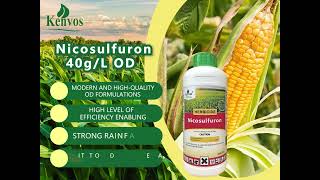 Nicosulfuron  Selective herbicide  Corn herbicide [upl. by Leamiba376]