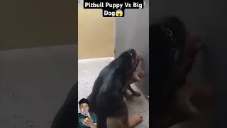 Pitbull puppy with gsd dog real fight shorts fight trending viral [upl. by Ardnwahs]