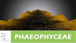 PHAEOPHYCEAE [upl. by Ayad]