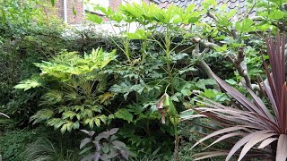 Fatsia japonica  Rate of Growth 2019  2024 [upl. by Mrots743]