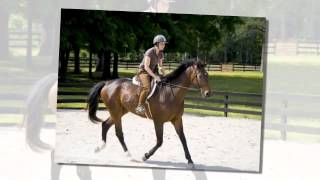 Riding Schools  Busby Equitation Centre [upl. by Okiek78]