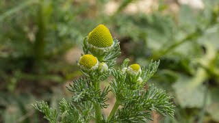 How to Use Pineapple Weed Wild Chamomile [upl. by Kopp]