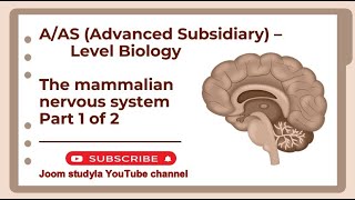 AAS Advanced Subsidiary Level  Biology  The Mammalian Nervous System [upl. by Batish]