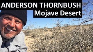 ANDERSON THORNBUSH Mojave Desert  Lycium andersonii sometimes Andersons thornbush [upl. by Pelaga]