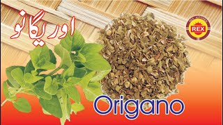 Oregano  Oregano kia hy  What is Oregano  Rex kitchen [upl. by Dnarud]