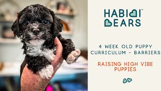 Four Week Pups being introduced to barriers and new textures  HABIBI BEARS THERAPY DOGS [upl. by Tomasine]