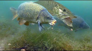 Carp fishing in the weeds with a greedy pike [upl. by Occir]