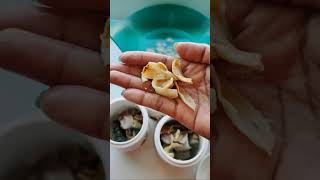 How to cook Healthy Chinese Abalone chinese soup souprecipe [upl. by Areid]