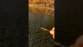 Brodhead Creek Trout Fishing Short Fishing Outdoors [upl. by Airottiv]