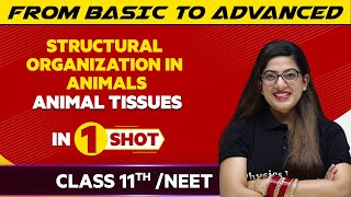 Structural Organization in Animals Animal Tissues in One Shot  NEETClass 11th Boards [upl. by Narih231]