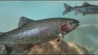 Top 10 Trout Lakes in Kentucky [upl. by Yssis873]